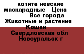 котята невские маскарадные › Цена ­ 18 000 - Все города Животные и растения » Кошки   . Свердловская обл.,Новоуральск г.